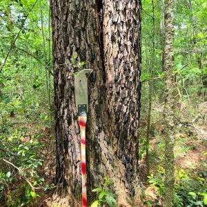 Photo #20 of SOLD property in Off Mill Branch Road, Fairmont, NC 40.0 acres