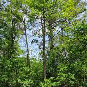 Photo #22 of SOLD property in Off Mill Branch Road, Fairmont, NC 40.0 acres