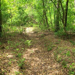 Photo #23 of SOLD property in Off Mill Branch Road, Fairmont, NC 40.0 acres