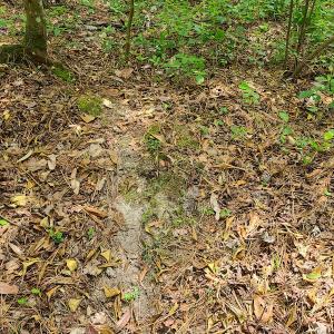 Photo #24 of SOLD property in Off Mill Branch Road, Fairmont, NC 40.0 acres