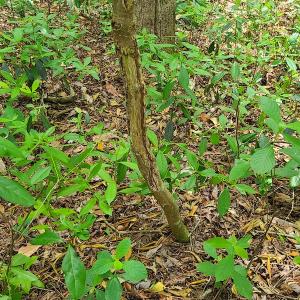 Photo #25 of SOLD property in Off Mill Branch Road, Fairmont, NC 40.0 acres