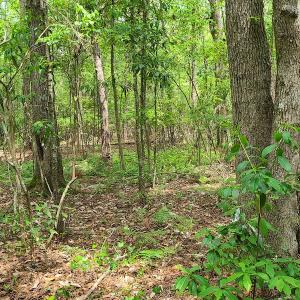 Photo #27 of SOLD property in Off Mill Branch Road, Fairmont, NC 40.0 acres