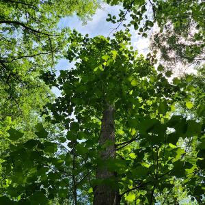 Photo #29 of SOLD property in Off Mill Branch Road, Fairmont, NC 40.0 acres
