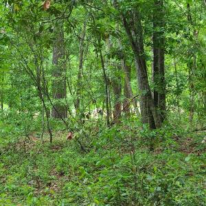 Photo #31 of SOLD property in Off Mill Branch Road, Fairmont, NC 40.0 acres
