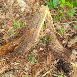 Photo #34 of SOLD property in Off Mill Branch Road, Fairmont, NC 40.0 acres