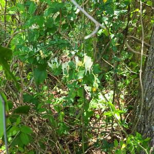 Photo #35 of SOLD property in Off Mill Branch Road, Fairmont, NC 40.0 acres