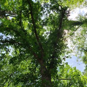 Photo #36 of SOLD property in Off Mill Branch Road, Fairmont, NC 40.0 acres