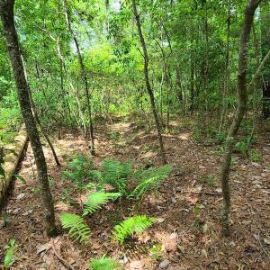 Photo #37 of SOLD property in Off Mill Branch Road, Fairmont, NC 40.0 acres