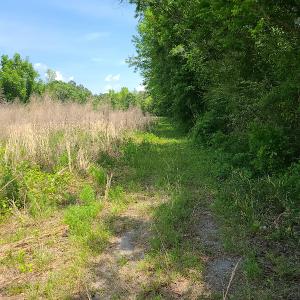 Photo #8 of SOLD property in Off Mill Branch Road, Fairmont, NC 40.0 acres
