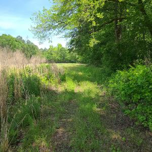 Photo #9 of SOLD property in Off Mill Branch Road, Fairmont, NC 40.0 acres