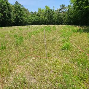 Photo #12 of SOLD property in Off Mill Branch Road, Fairmont, NC 40.0 acres