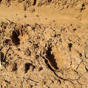 Photo #13 of SOLD property in Off Philpott Road, South Boston, VA 89.0 acres