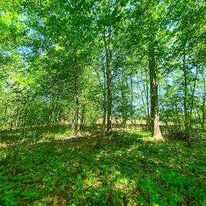 Photo #18 of SOLD property in Off Philpott Road, South Boston, VA 89.0 acres