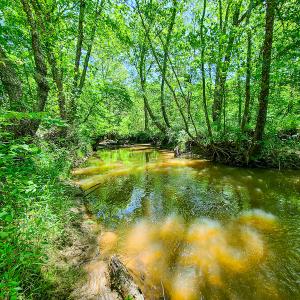 Photo #20 of SOLD property in Off Philpott Road, South Boston, VA 89.0 acres