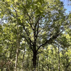 Photo #27 of Off Gurley Road, Marion, SC 134.7 acres