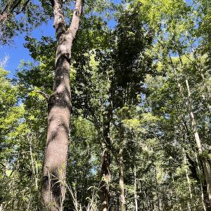 Photo #28 of Off Gurley Road, Marion, SC 134.7 acres