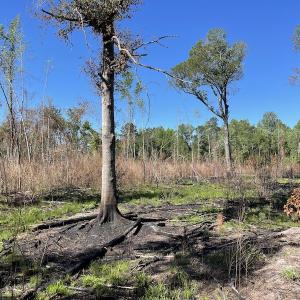 Photo #29 of Off Gurley Road, Marion, SC 134.7 acres
