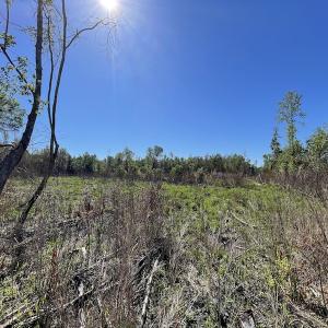 Photo #30 of Off Gurley Road, Marion, SC 134.7 acres