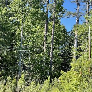 Photo #31 of Off Gurley Road, Marion, SC 134.7 acres