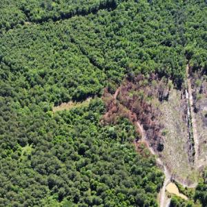 Photo #35 of Off Gurley Road, Marion, SC 134.7 acres