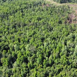 Photo #37 of Off Gurley Road, Marion, SC 134.7 acres