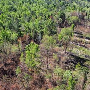 Photo #39 of Off Gurley Road, Marion, SC 134.7 acres