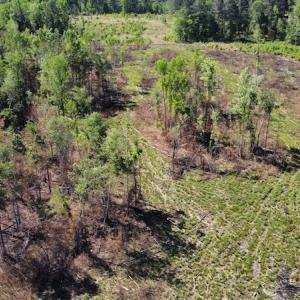 Photo #41 of Off Gurley Road, Marion, SC 134.7 acres