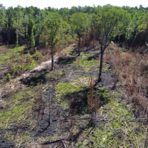 Photo #44 of Off Gurley Road, Marion, SC 134.7 acres