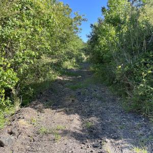 Photo #3 of Off Gurley Road, Marion, SC 134.7 acres
