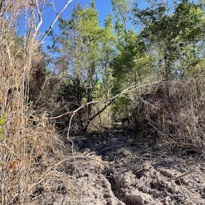 Photo #6 of Off Gurley Road, Marion, SC 134.7 acres