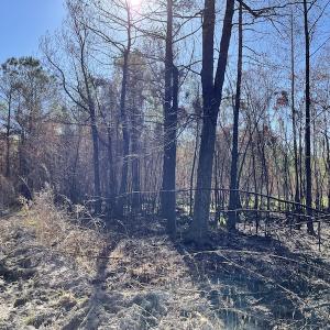 Photo #7 of Off Gurley Road, Marion, SC 134.7 acres