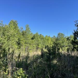 Photo #8 of Off Gurley Road, Marion, SC 134.7 acres