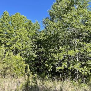 Photo #9 of Off Gurley Road, Marion, SC 134.7 acres