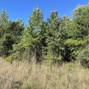Photo #10 of Off Gurley Road, Marion, SC 134.7 acres