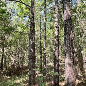 Photo #11 of Off Gurley Road, Marion, SC 134.7 acres
