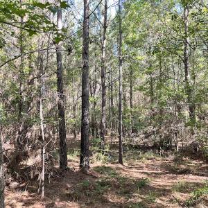 Photo #12 of Off Gurley Road, Marion, SC 134.7 acres