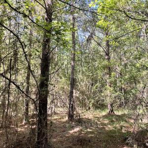 Photo #13 of Off Gurley Road, Marion, SC 134.7 acres