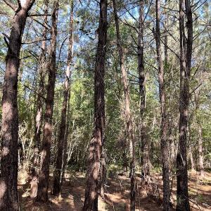 Photo #14 of Off Gurley Road, Marion, SC 134.7 acres