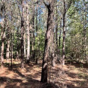 Photo #15 of Off Gurley Road, Marion, SC 134.7 acres