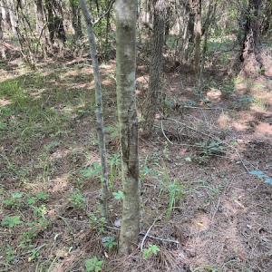 Photo #16 of Off Gurley Road, Marion, SC 134.7 acres