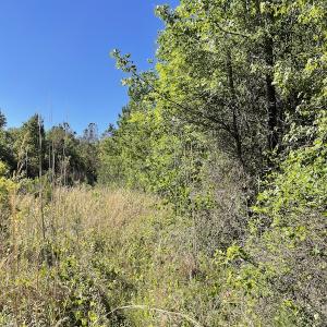 Photo #17 of Off Gurley Road, Marion, SC 134.7 acres