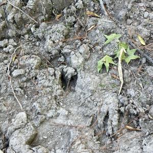 Photo #18 of Off Gurley Road, Marion, SC 134.7 acres