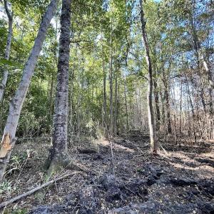Photo #20 of Off Gurley Road, Marion, SC 134.7 acres