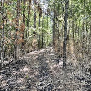 Photo #21 of Off Gurley Road, Marion, SC 134.7 acres
