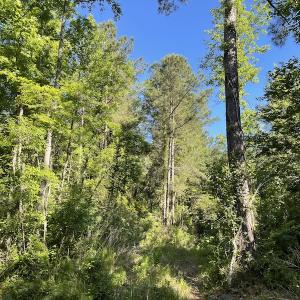 Photo #23 of Off Gurley Road, Marion, SC 134.7 acres