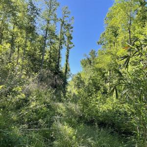 Photo #24 of Off Gurley Road, Marion, SC 134.7 acres