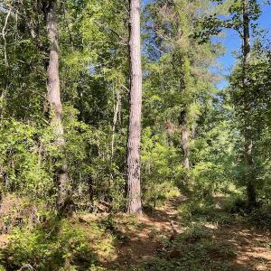 Photo #25 of Off Gurley Road, Marion, SC 134.7 acres