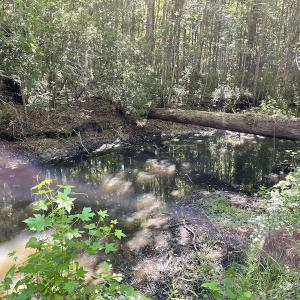 Photo #26 of Off Gurley Road, Marion, SC 134.7 acres