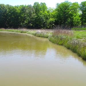 Photo #13 of SOLD property in Off Crittenden Road, Suffolk, VA 6.8 acres