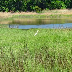 Photo #14 of SOLD property in Off Crittenden Road, Suffolk, VA 6.8 acres